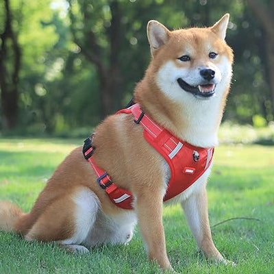 Chien Shiba Inu assis sur l'herbe, portant un harnais rouge. Soleil et arbres en arrière-plan. Animal de compagnie, promenade, extérieur.