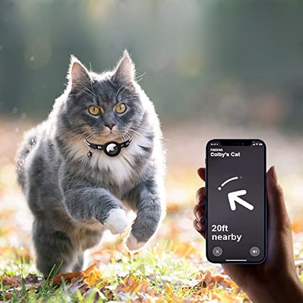 Chat gris avec collier GPS courant dans un parc automnal, suivi par smartphone. Suivi animal, technologie GPS pour animaux, localisation chat.