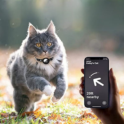 Chat gris avec collier GPS courant dans un parc automnal, suivi par smartphone. Suivi animal, technologie GPS pour animaux, localisation chat.