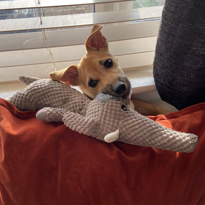 Jouet pour chien extra fort pour les mâcheurs agressifs - Durable et sûr