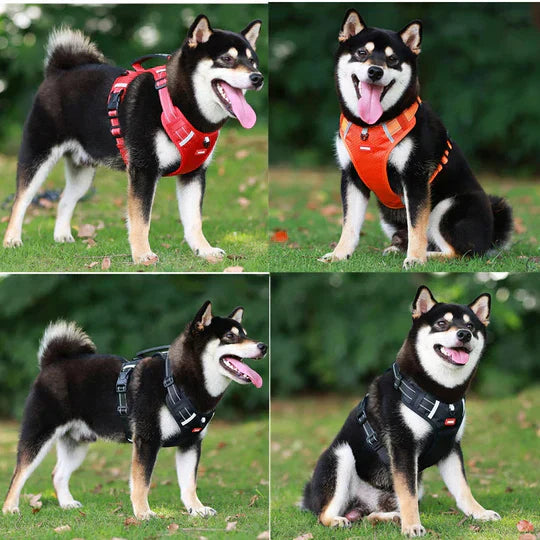 Quatre chiens Shiba Inu portant des harnais colorés (rouge, orange, noir) posent sur l'herbe. Chiens mignons, harnais pour animaux, Shiba Inu.